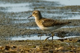 Least Sandpiper / Bcasseau Miniscule