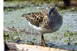 Least Sandpiper / Bcasseau Miniscule