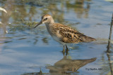 Least Sandpiper / Bcasseau Miniscule