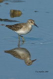 Least Sandpiper / Bcasseau Miniscule