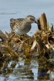 Least Sandpiper / Bcasseau Miniscule