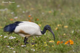 South Africa West