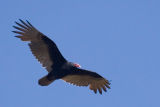 IMG_9947.jpg