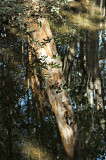 Reflected arrayan tree, Lago Puelo