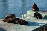 Sealions, Mercado Fluvial, Valdivia