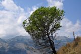 Drinos Valley near Gjirokastra