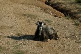 Goat in Butrint National Park