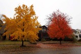 Contrasts in Color
