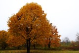 Pumpkin Tree