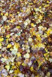 Leaf Resist