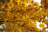 Fall Yellows