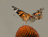 D24_4034.jpg