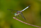 D24_4061.jpg