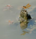 D20_4262 copy.jpg