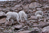 Mountain Goats On Mount Evans