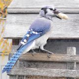 Bluejay830.jpg