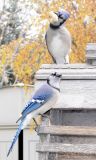 Bluejay836.jpg