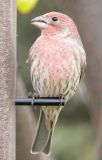 Redpoll781.jpg