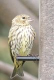 Siskin782.jpg