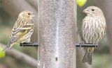 SiskinRedpoll790.jpg