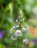 Coneflower.jpg