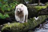 Spirit Bear - look at his white toe nails.  The logs make him look small but hes a big bear.