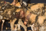 Collared wild dog.  Released at Mashatu in Apr 2008 (I think)