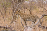 Leopard scoping out the area