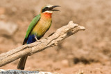 Red throated bee-eater