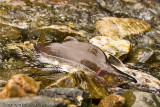 Salmon.  I was told they get those upper teeth and the hump on their back when its time to spawn.