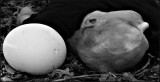 2nd place: relative size - brent
