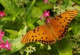 gulf fritillary 31