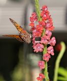 gulf fritillary 32