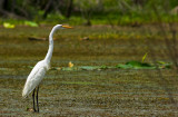 Great Egret 05