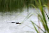 American Alligator