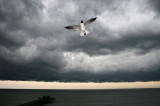 Laughing Gull Is Funny!