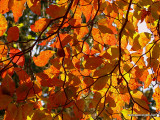 Dogwood Leaves