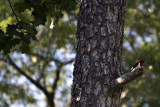 Red-headed Woodpecker