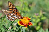 Gulf Fritillary