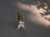 Demon Squirrel!