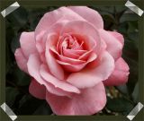 Pretty in Pink