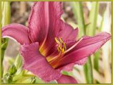 Textured Lily