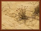 Dried Beauty
