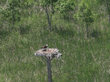The Fifth ward nest site