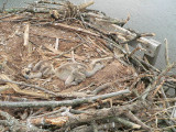 Larson Farm chicks