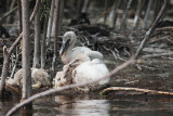 Some of the smaller chicks that are still on dry land.