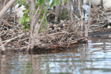 Coromants nest with young