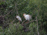 Pair of cattle egrets
