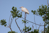 Cattle egret