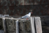 Tern at boat landing